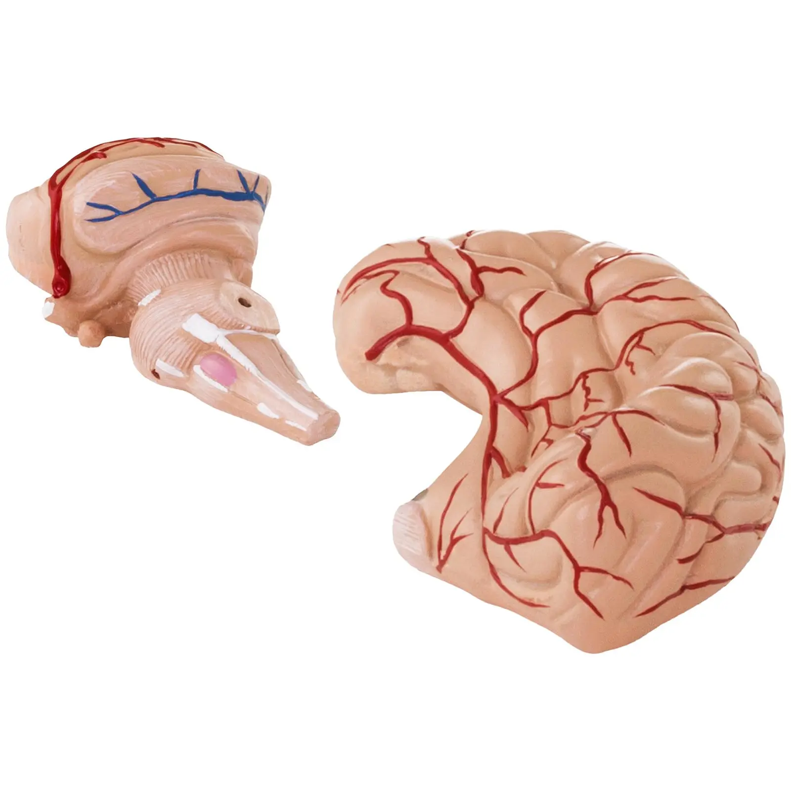 Gehirn-Modell - 9 Segmente - lebensgroß