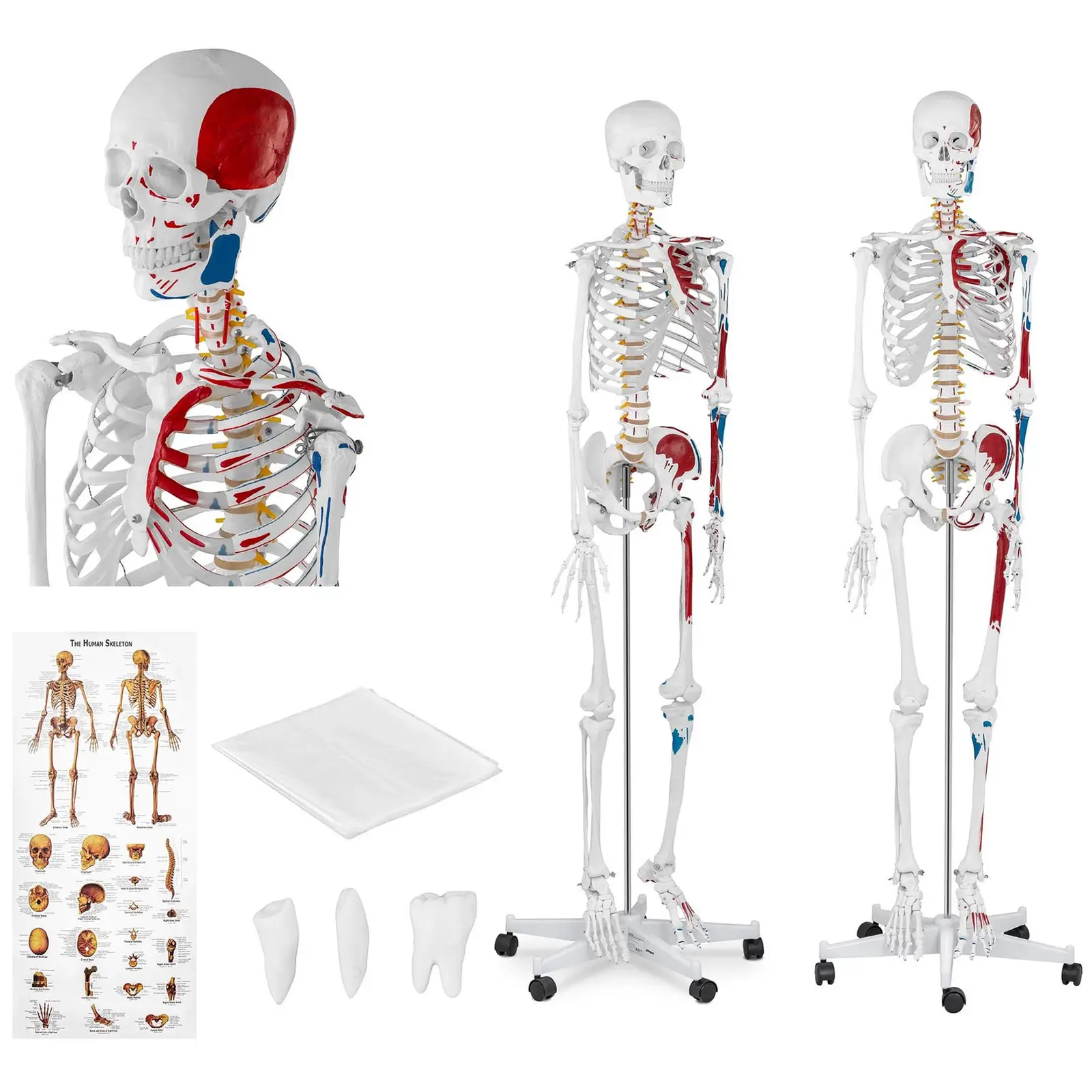Skelett-Modell - lebensgroß - koloriert